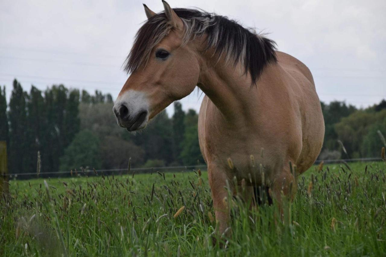Ferme De La Forterie Verlinghem Luaran gambar