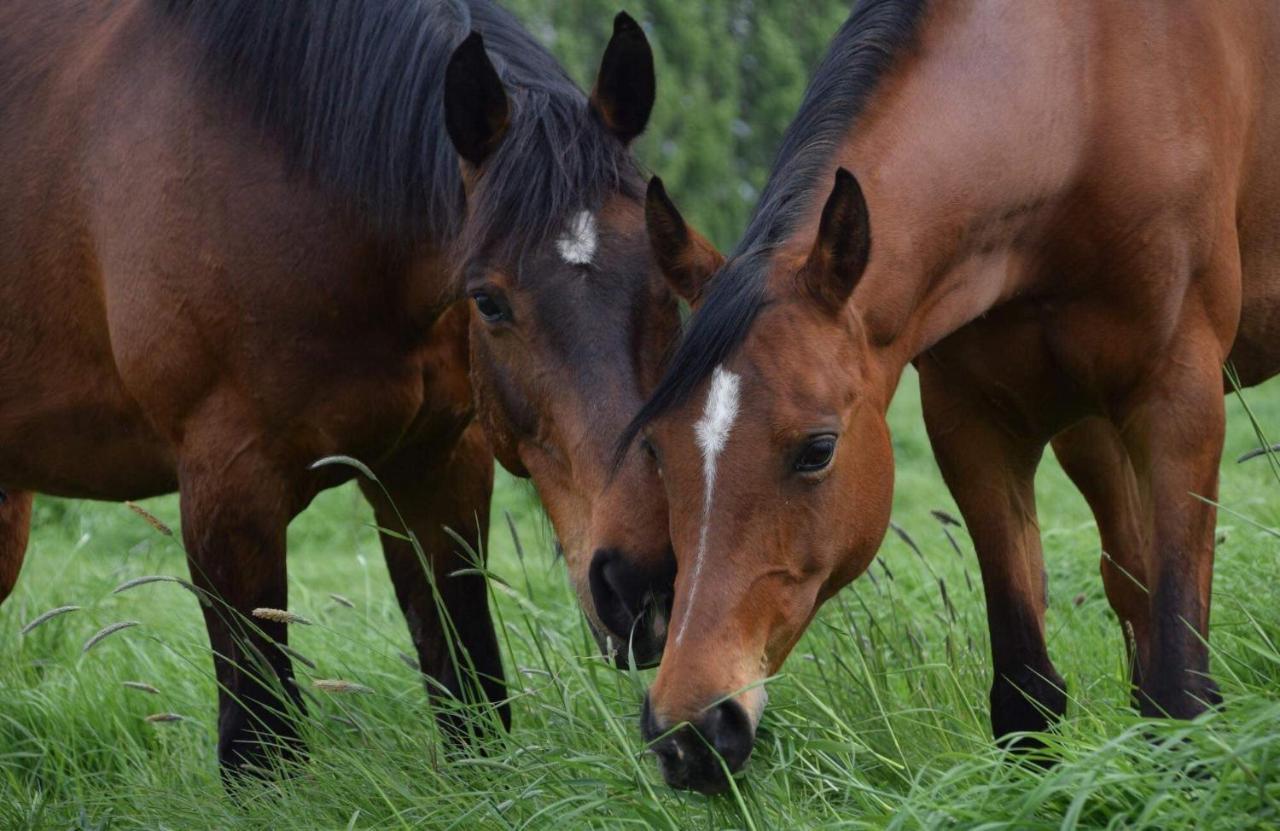 Ferme De La Forterie Verlinghem Luaran gambar